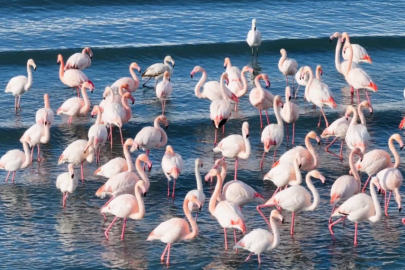 Van Gölü’nde Görülmemiş Olay: Ocak Ayında Flamingolar Havzayı Terk Etmedi