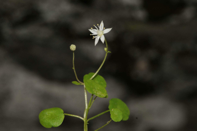 Türkiye'nin İlk Endemik Göbek Otuna 'İzmir' Damgası: Sadece 550 Adet Var