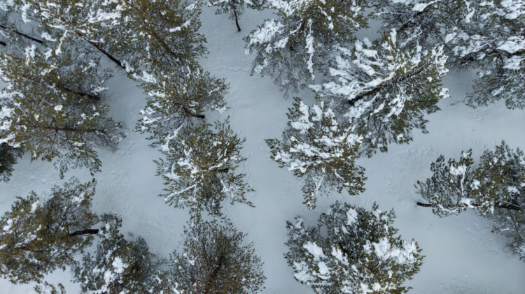 Kardeşler Ormanı'ndan 'karlı' Sivas manzarası