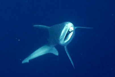 Antalya Derinliklerinde Sıra Dışı Operasyon: Köpek Balığına Dalgıç Eli Değdi