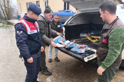 Bir Karaca Katletti, 50 Bin TL Ödeyecek!