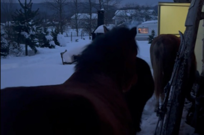 Açlıktan Köye İndiler! Bolu'da Yarım Metre Karda Yürek Isıtan Görüntüler