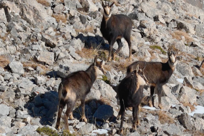 Munzur’un "Şamuaları" Sahneye Çıktı: Bir Tanesine Dokunmanın Bedeli 650 Bin TL!