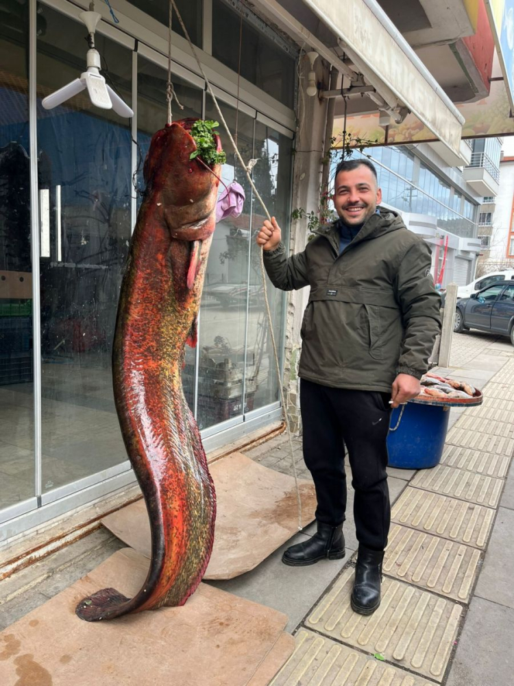Yayın balığı, Ömer Meseliktaş'a (Fotoğrafta) ait balıkçı dükkanında sergilenmeye başladı. 