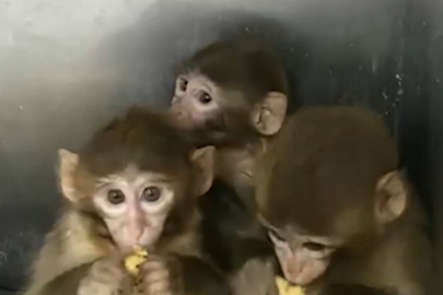 Bakanlık Düğmeye Bastı: Bursa'da Esaret Altındaki Maymunlara DKMP Kalkanı