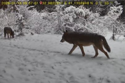 Ovacık’ta Kapı Komşusu Oldular! Fotokapana Kurt ve Vaşak Takıldı