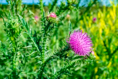 Karaciğerden bağışıklığa: Deve dikeni neden bu kadar konuşuluyor?