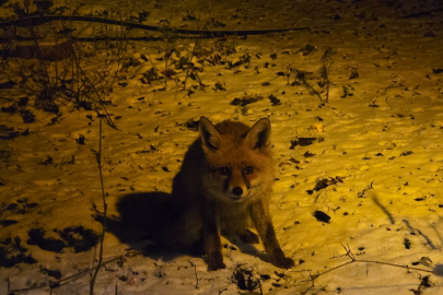 Kartepe’nin "Kurnaz" Misafiri: Oğuz Usta ve Tilki Dostunun 2 Aylık Sırrı!