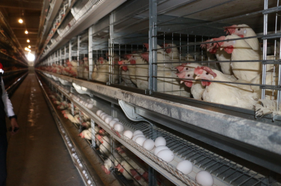 Et, Yumurta ve Süt… Kasım Ayı TÜİK Verileri Ne Diyor?