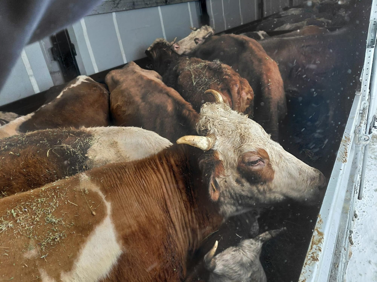 Çat ilçesinde Tarım ve Orman Müdürlüğü ekipleri, kar ve tipi yüzünden yolda mahsur kalan TIR’daki büyükbaş hayvanlara ot ve saman taşıdı. İş makinesiyle kurtarılan TIR yoluna devam etti.