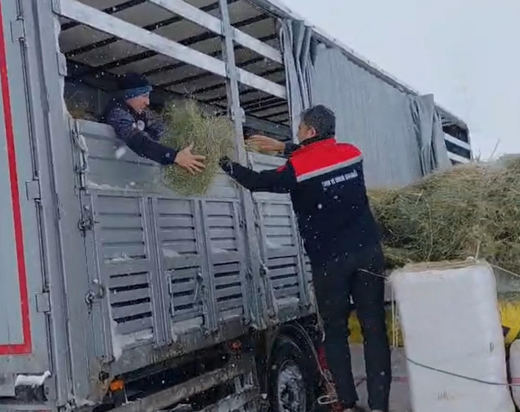 Çat ilçesinde Tarım ve Orman Müdürlüğü ekipleri, kar ve tipi yüzünden yolda mahsur kalan TIR’daki büyükbaş hayvanlara ot ve saman taşıdı. İş makinesiyle kurtarılan TIR yoluna devam etti.