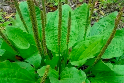 Sinir Otu Ne İşe Yarar? Cilt, Sindirim ve Solunum İçin Doğal Destek