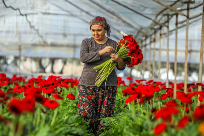 Hollanda'ya Bile Çiçek Sattık Ama Başkan Uyardı: "İthalat Ürkütüyor"