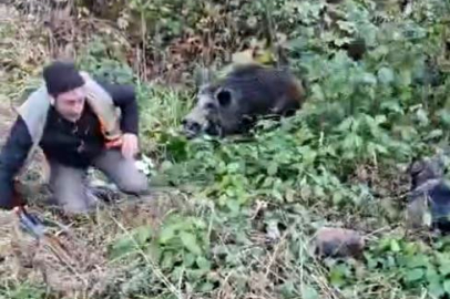 Ormanda korku dolu anlar: Yaralı yaban domuzu saldırıya geçti