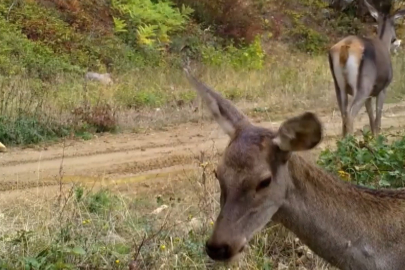 200 Kiloluk Devler Bursa'da Görüntülendi: İşte En Doğal Halleri