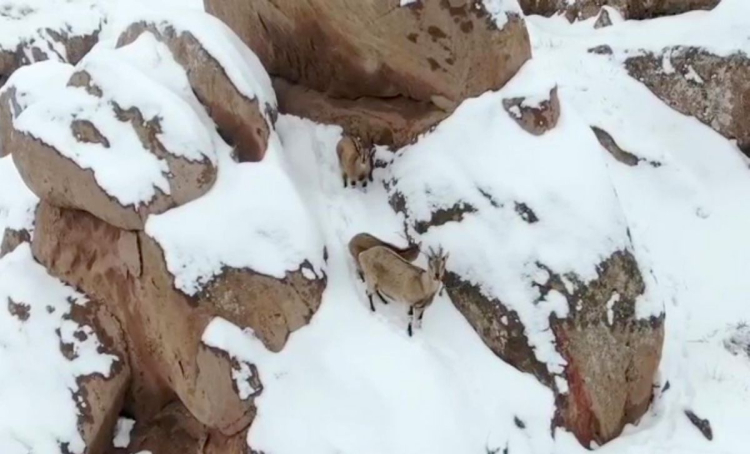 Sivas'ın Zirvelerinde Görsel Şölen: Dağ Keçileri Drone'a Yakalandı