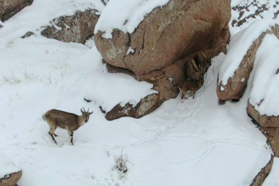 Kar Altında Yaşam Savaşı: Yavrularıyla Birlikte Görüntülendiler