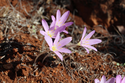 Bir Çiçek Koparmanın Bedeli Servet: Cezası 700 Bin TL Oldu!