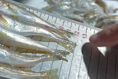 2,6 Ton Yakalandı: Kaçak Avcılığa Büyük Darbe