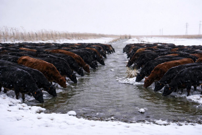 Erzincan'da Yabancı Çoban Çalıştıracak İşletmelere Özel Eğitim...