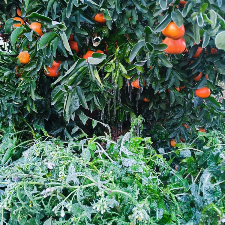 Çukurova Buz Kesti, 'Turuncu Altın' Dalda Kaldı: Narenciyede %30 Zam Kapıda!