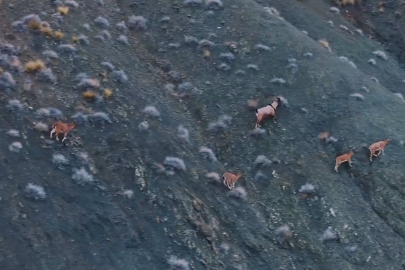 Giresun’un Sarp Kayalıklarında 'Sessiz' Takip: Yaban Keçileri Kayıt Altında!