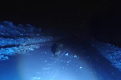 Muş’ta Belgesel Merakı Can Yakıyordu: Kurdun Saldırısından Saniyelerle Kurtuldular!