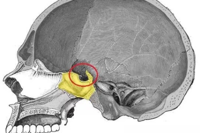 Kafatasının Gizli Merkezi: Türk Eyeri Nedir, Ne İşe Yarar?