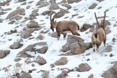 Milli Parklar Paylaştı, Beğeni Yağdı: Zirvelerin Efendileri Sahnede