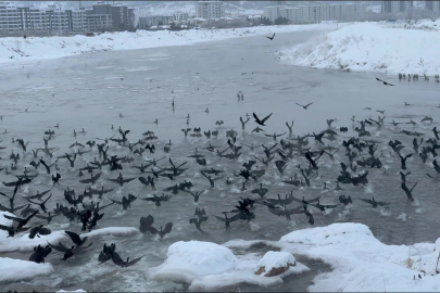 Sivas’ın Beyaz Kışına 'Siyah' İmza: Binlerce Karabatak Kızılırmak’a Akın Etti!