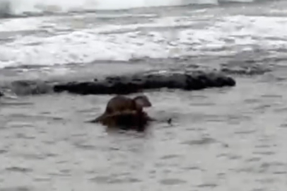 Bir Göründü Bir Kayboldu: Şanslı Vatandaşlar O Anları Kaydetti