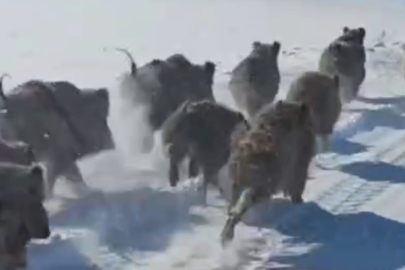 Kar Altında Yemek Nöbeti: Sürü Halinde Görüntülendiler