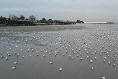 Marmara Kıyılarında Olağan Dışı Manzara: Deniz Geri Gitti