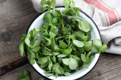 Semizotu Mucize mi Risk mi? Uzman Görüşleriyle Tüm Detaylar