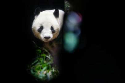 Tokyo’da Hüzünlü Veda: Binlerce Kişi Xiao Xiao ve Lei Lei’yi Uğurladı