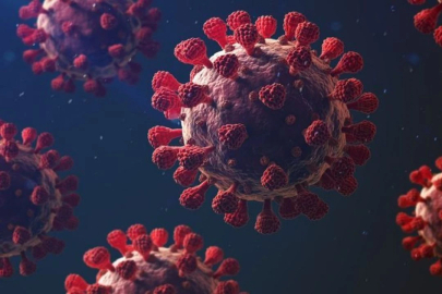 Tedavisi ve Aşısı Yok: Yarasalardan Bulaşan Virüs İçin Sınırda Kırmızı Alarm