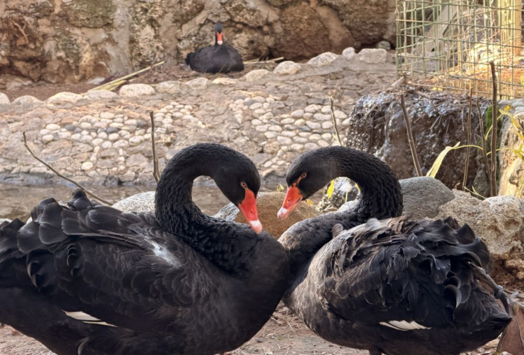 Doğanın En Sadık Aşıkları Kışa Meydan Okudu: Antalya’da 'Siyah İnci' Heyecanı