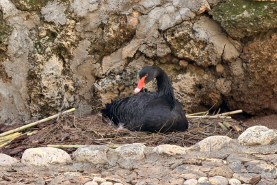 Doğanın En Sadık Aşıkları Kışa Meydan Okudu: Antalya’da 'Siyah İnci' Heyecanı