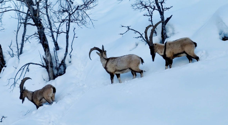 Açlıkla İmtihan: Sarp Kayalıklarda Bir Dal Parçası İçin Zorlu Mücadele