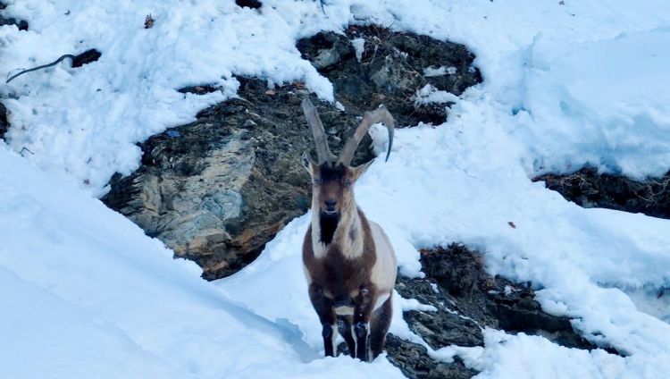 Tunceli’nin Kutsal Emanetleri Dronla Görüntülendi: Koruma Altındaki Keçiler İçin Seferberlik