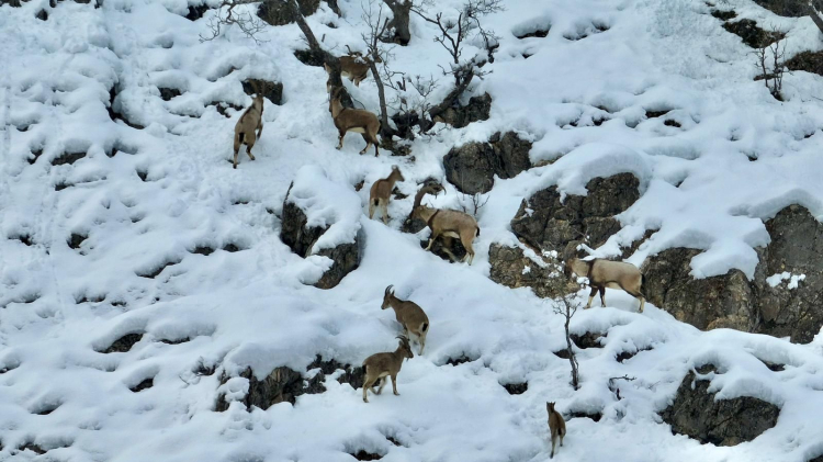 Karla kaplı Munzur Vadisi'nde yiyecek arayan yaban keçileri dron kamerasında