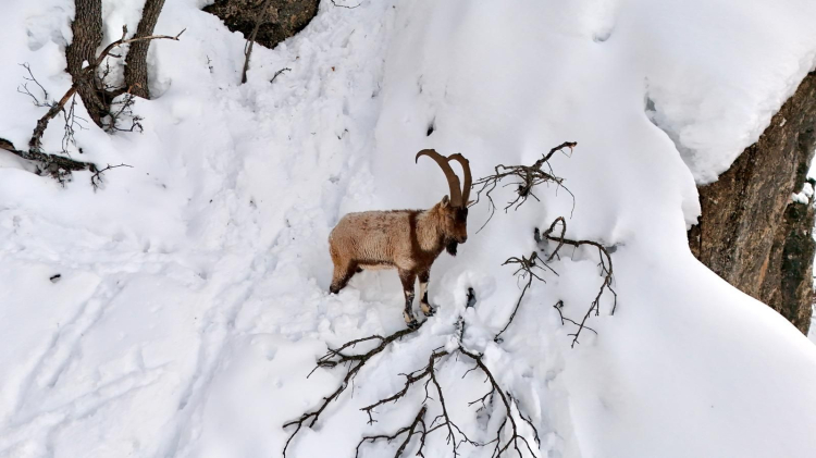 Karla kaplı Munzur Vadisi'nde yiyecek arayan yaban keçileri dron kamerasında