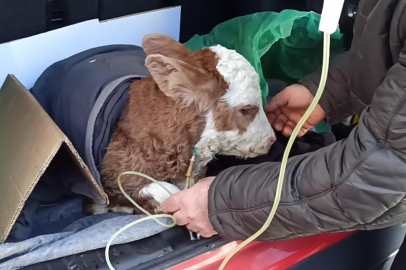 Ardahan'da Yürek Isıtan Mücadele: Annesini Emmeyince Bagajda Hastaneye Yetiştirdi