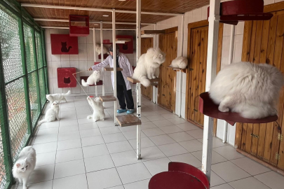 NESLİ TÜKENMEKTEN KURTULDU! İşte Safkan Ankara Kedisinin Sırları