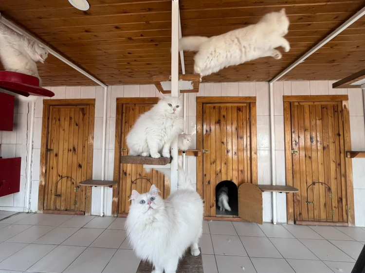 Ankara'da nesli tükenme tehlikesi altında olan Ankara kedisinin yaşatılması için 2017 yılında kurulan merkezde 700'e yakın Ankara kedisi yetiştirilerek, sahiplendirildi.