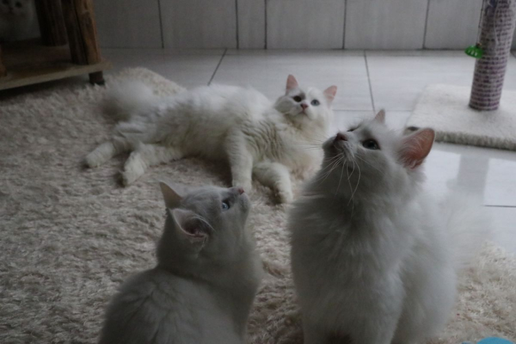 Ankara'da nesli tükenme tehlikesi altında olan Ankara kedisinin yaşatılması için 2017 yılında kurulan merkezde 700'e yakın Ankara kedisi yetiştirilerek, sahiplendirildi.