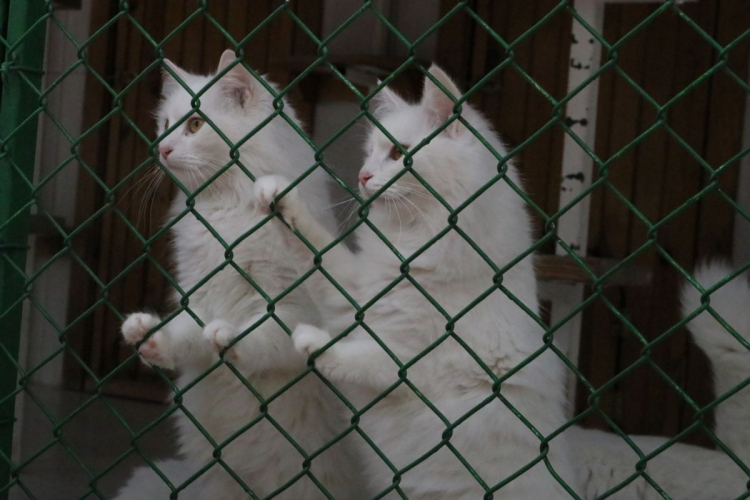 Ankara'da nesli tükenme tehlikesi altında olan Ankara kedisinin yaşatılması için 2017 yılında kurulan merkezde 700'e yakın Ankara kedisi yetiştirilerek, sahiplendirildi.