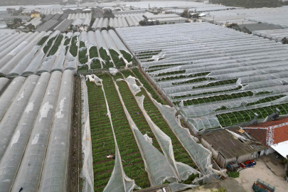 Seralar Yırtıldı, Ürün Çürüdü: Domates 83, Fasulye 200 Lirayı Gördü