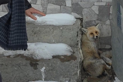 Damal ziyaretinde yürek ısıtan anlar: Yaralı tilkiyi kaderine terk etmedi