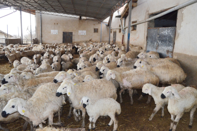 'Aksaray'da, 1 milyon küçükbaş varlığı var'